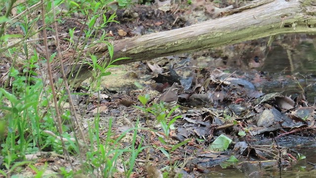 Northern Waterthrush - ML634037581