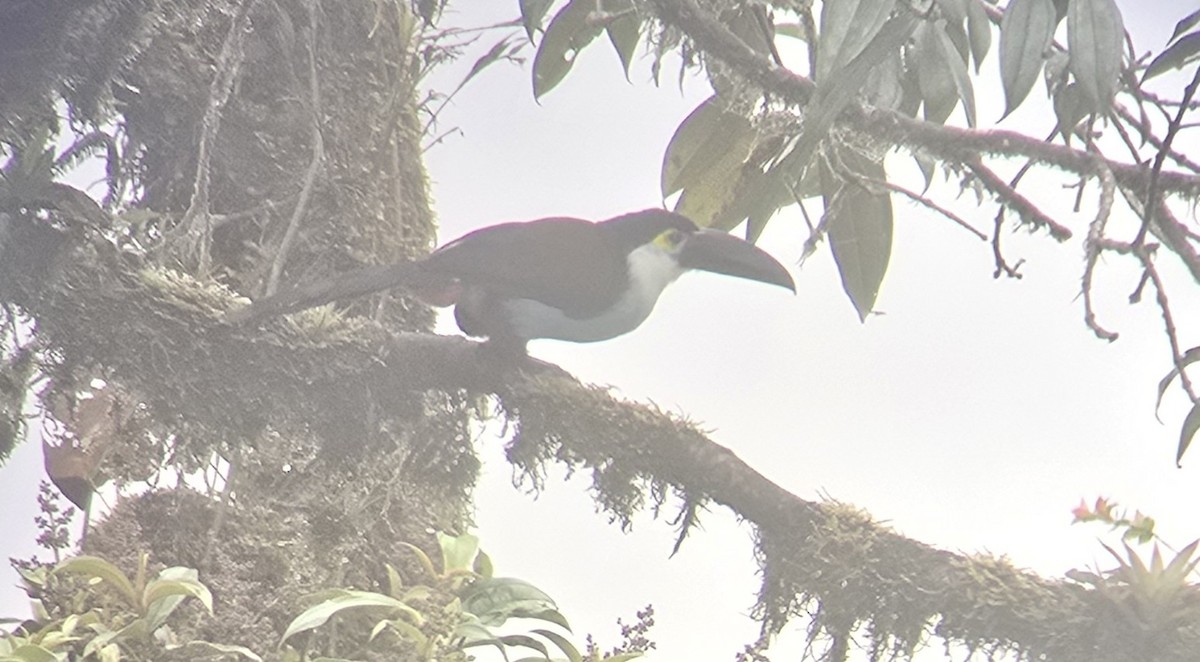 Black-billed Mountain-Toucan - ML634037599