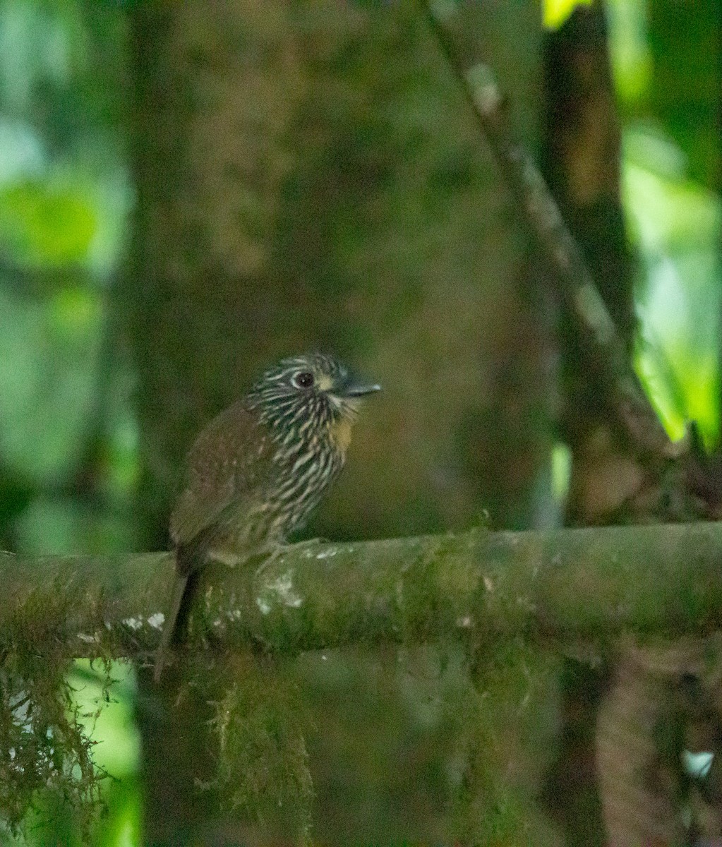 White-chested Puffbird - ML634037640