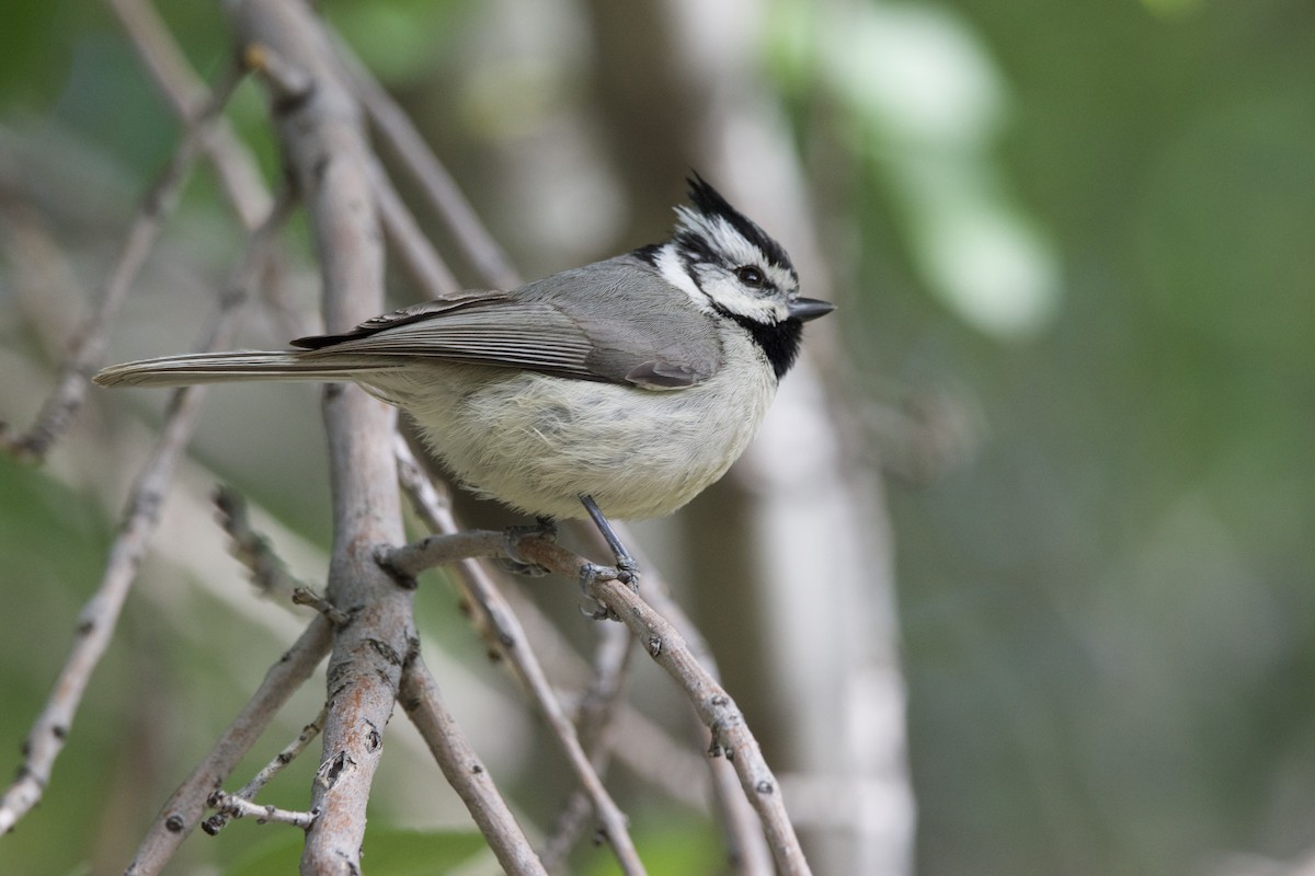 Brillenmeise - ML634037789