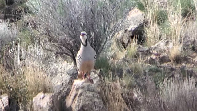 Chukar - ML634037879
