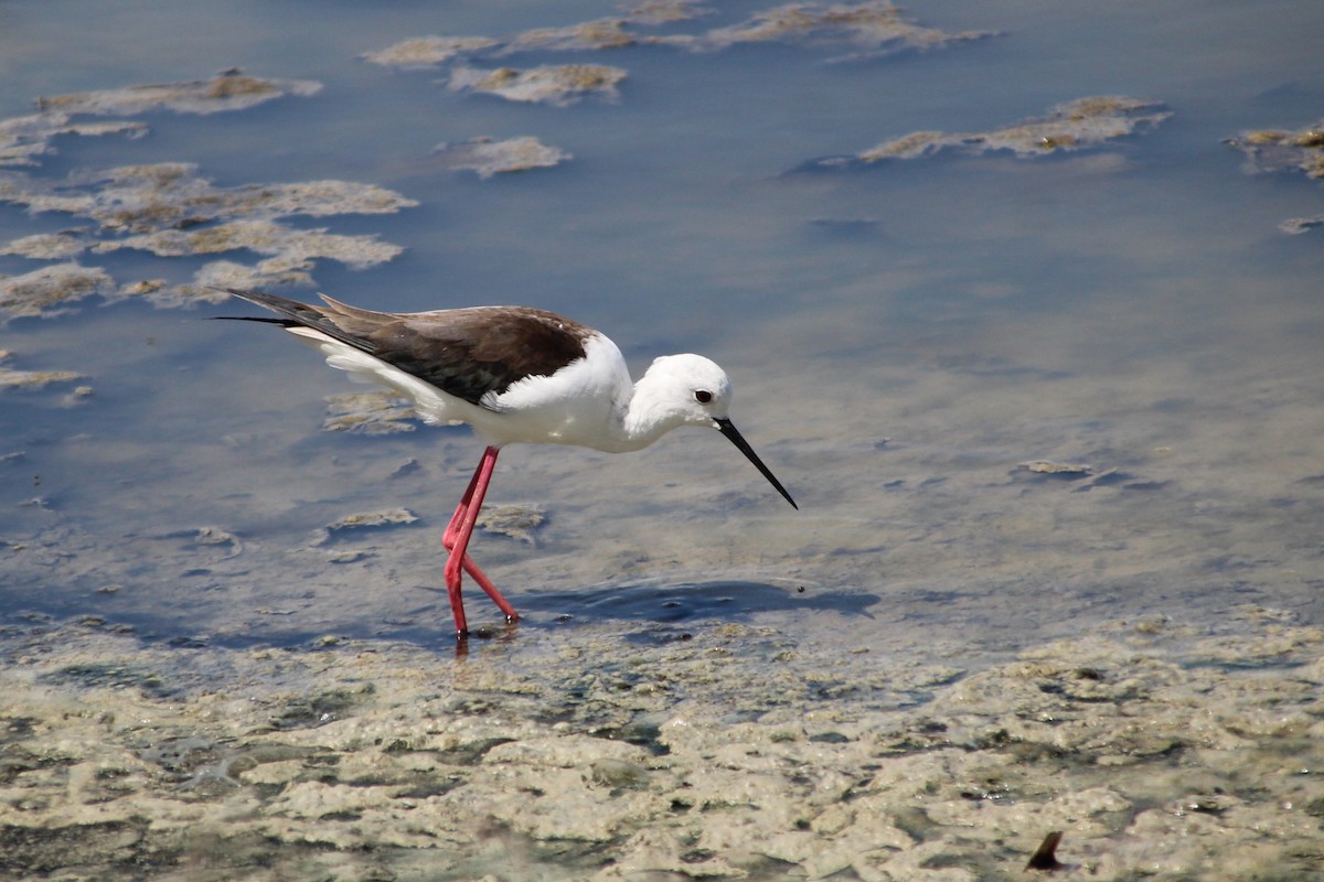 Black-winged Stilt - ML634037923