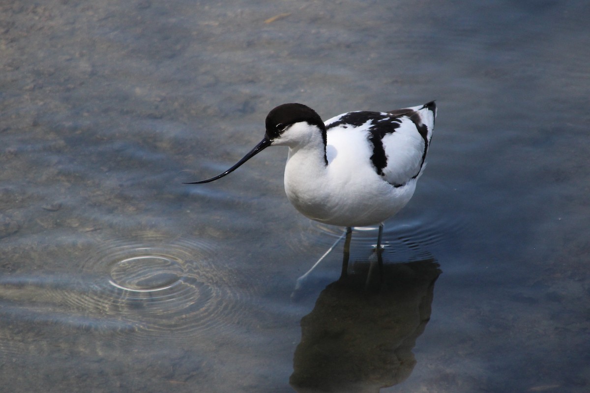 Pied Avocet - ML634038002