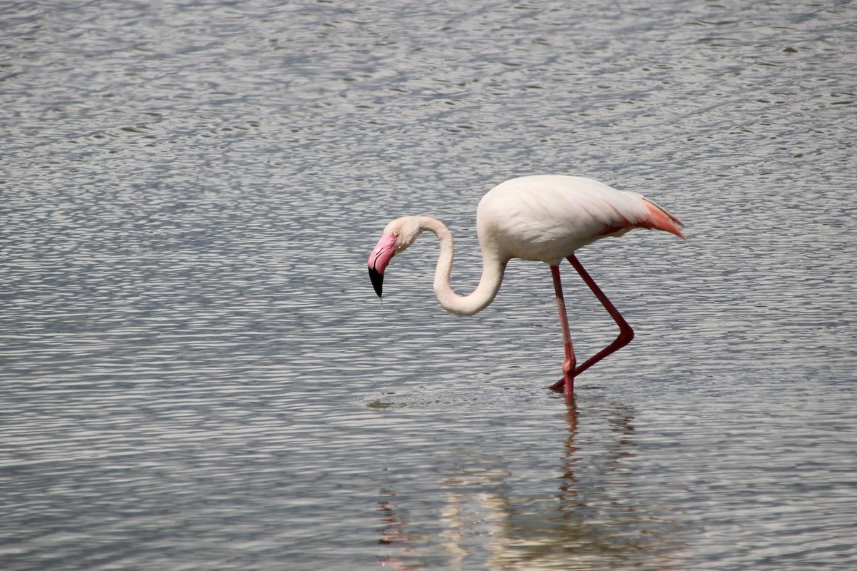 Greater Flamingo - ML634038015