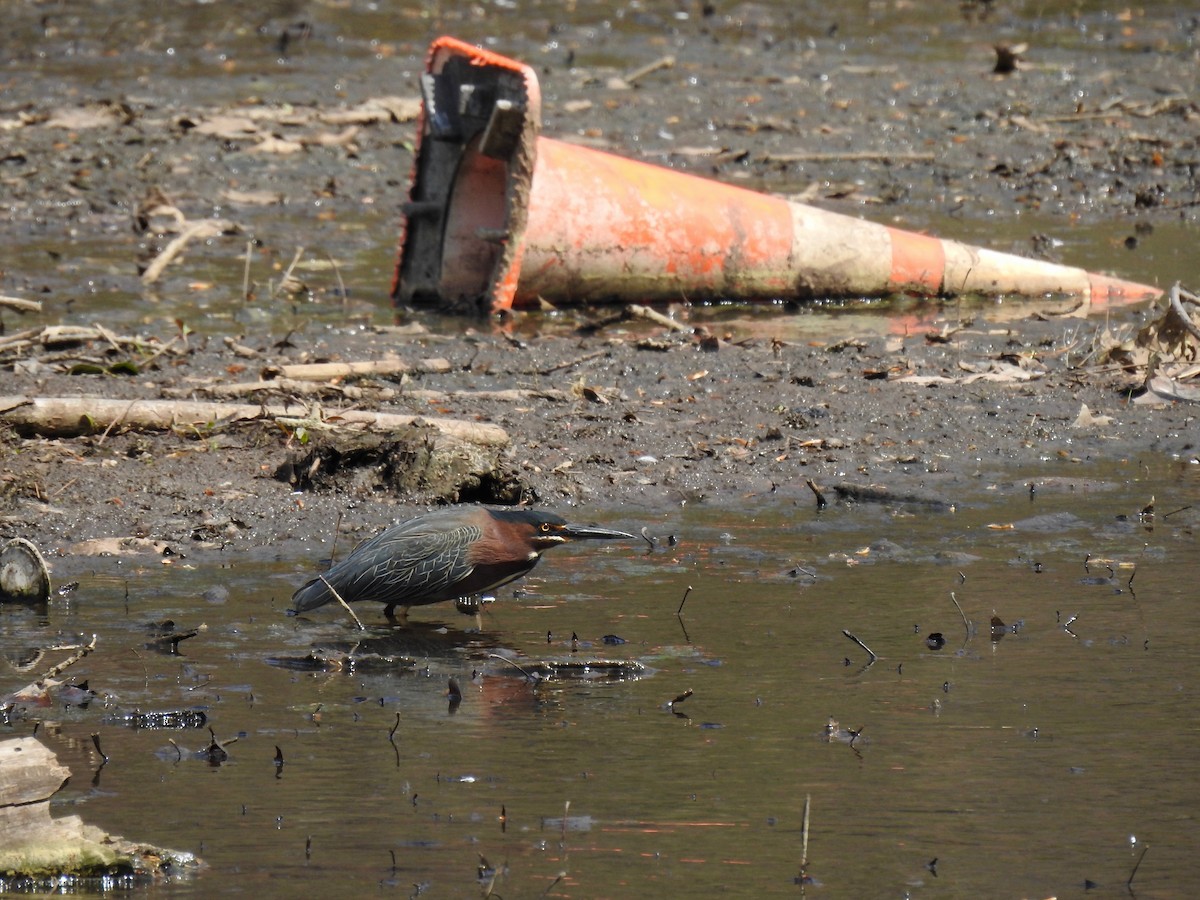 Garcilla Verde - ML634038114