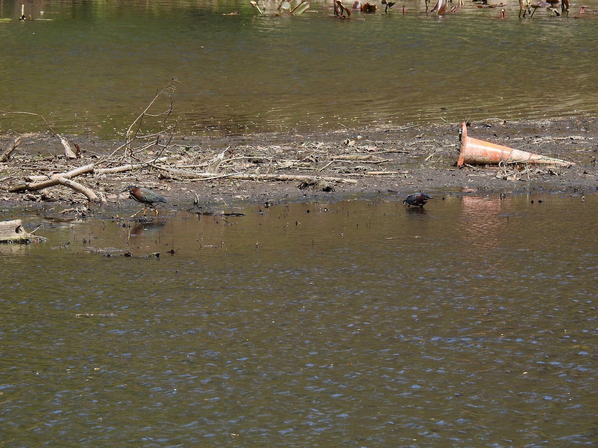 Garcilla Verde - ML634038115