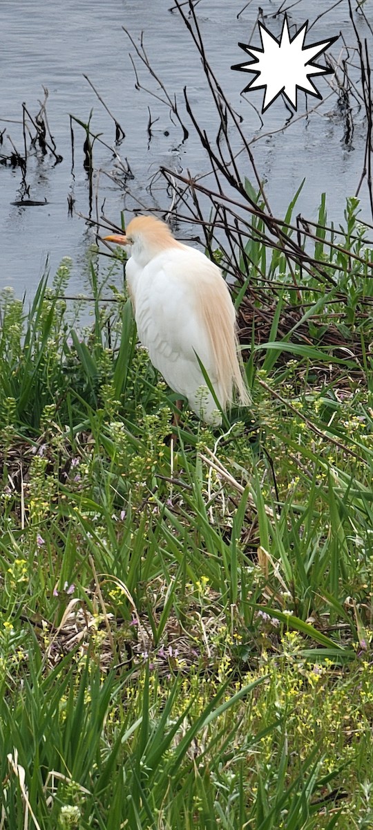 Western Cattle-Egret - ML634038208