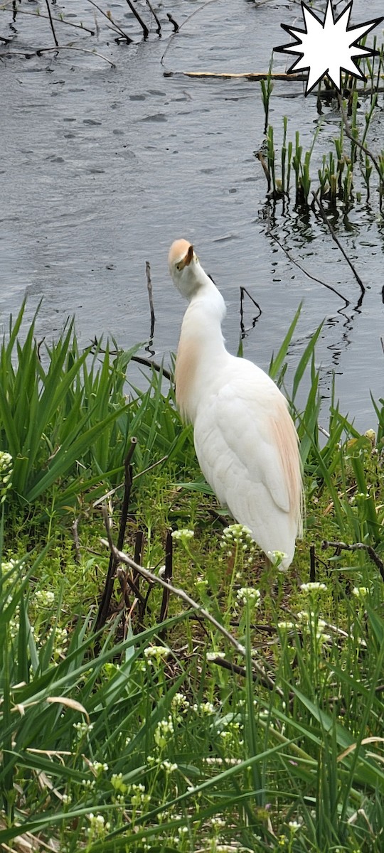 Western Cattle-Egret - ML634038209