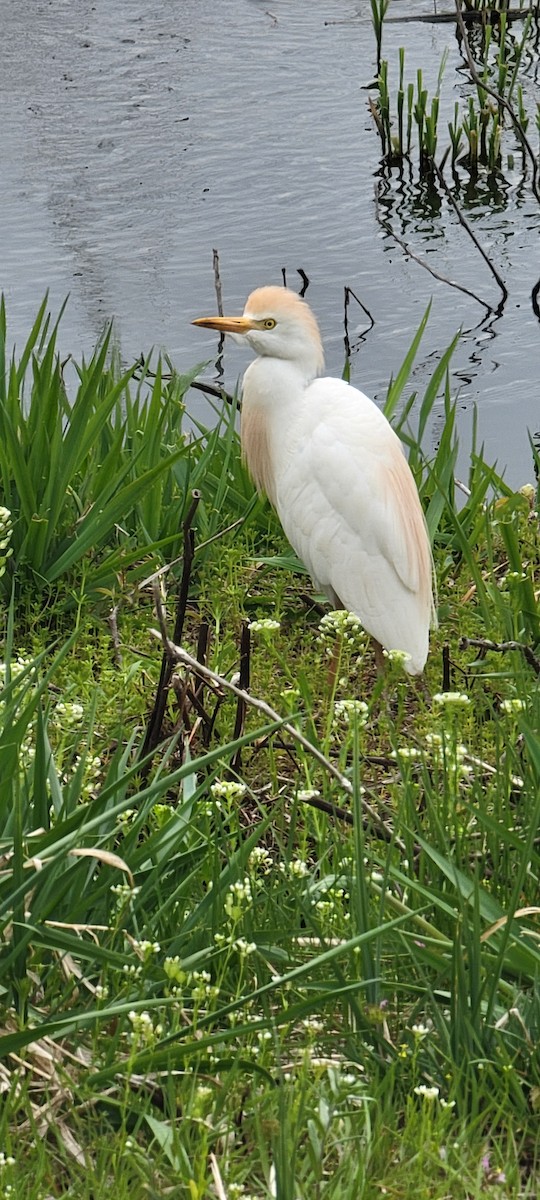 Western Cattle-Egret - ML634038210