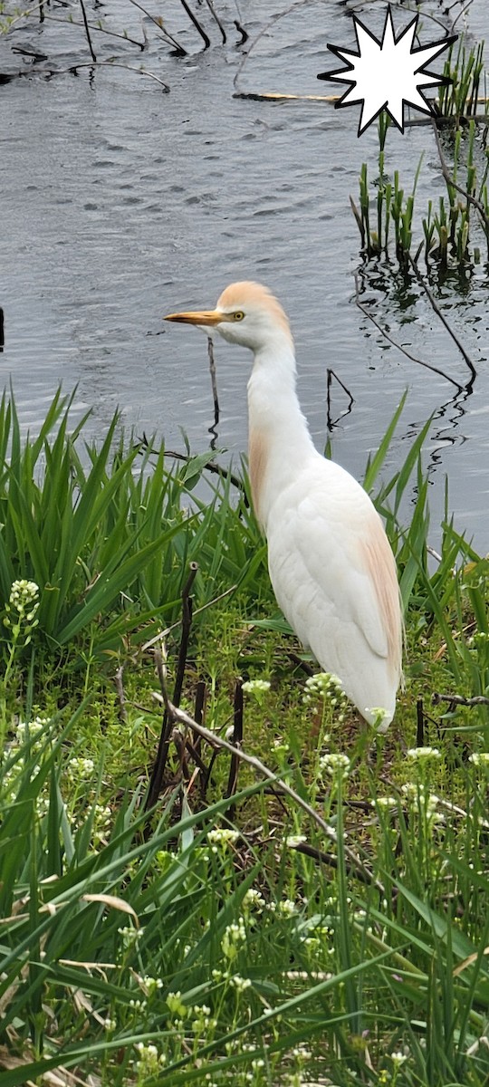 Western Cattle-Egret - ML634038211