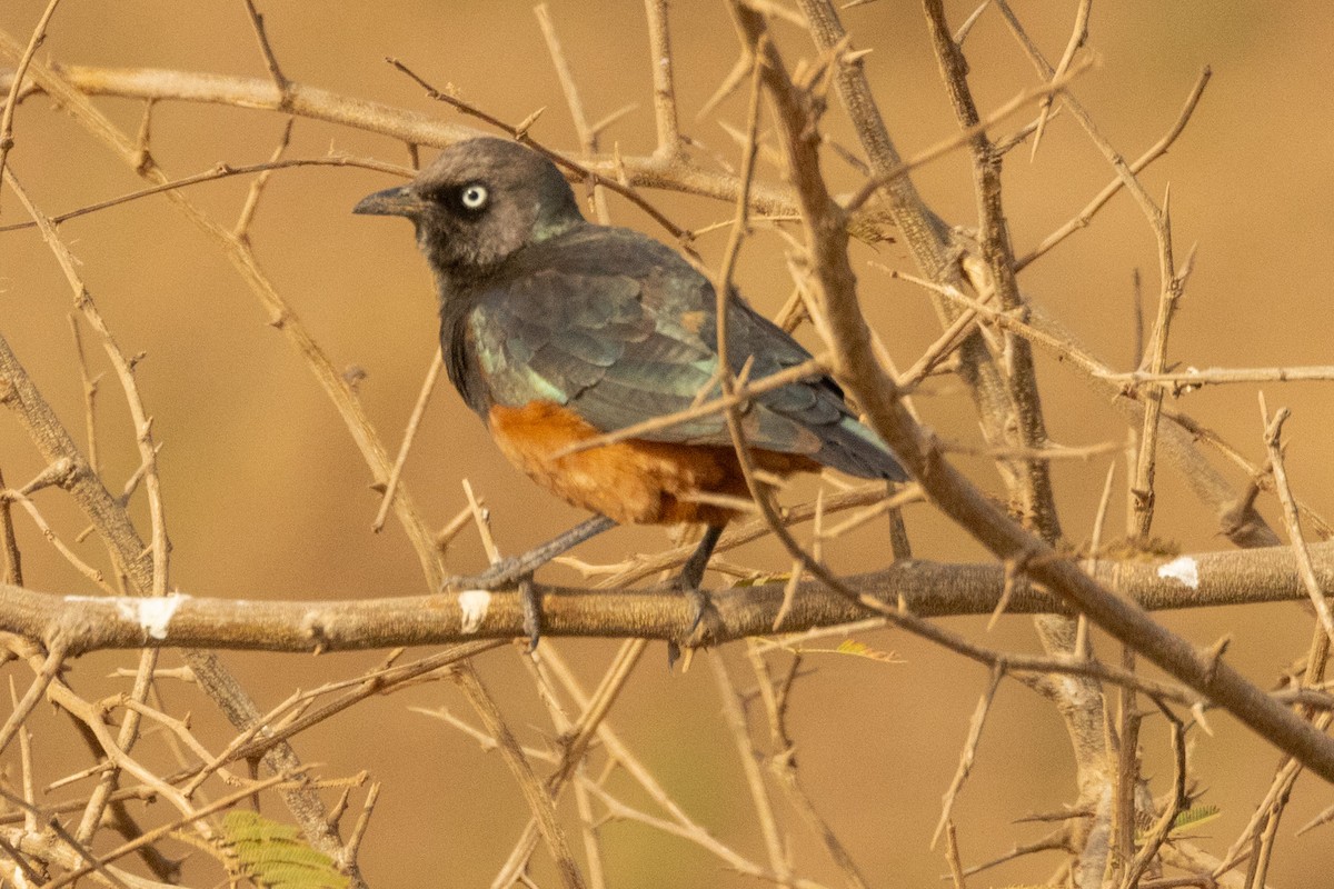 Chestnut-bellied Starling - ML634038232