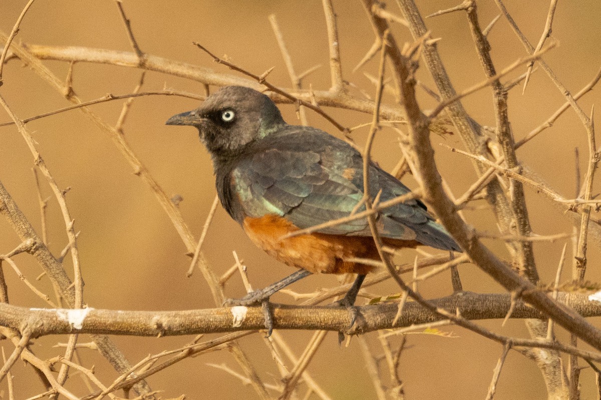 Chestnut-bellied Starling - ML634038234