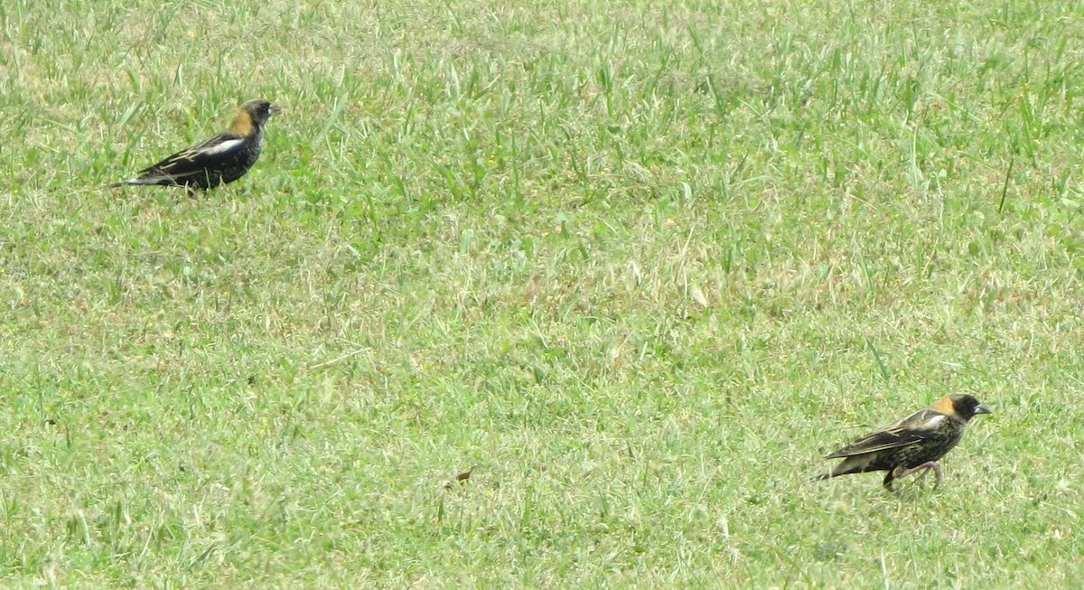 Bobolink - ML634038294