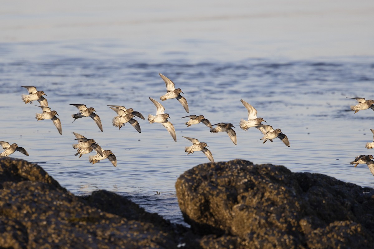 Purple Sandpiper - ML634038320