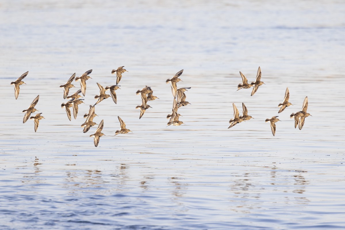 Purple Sandpiper - ML634038321