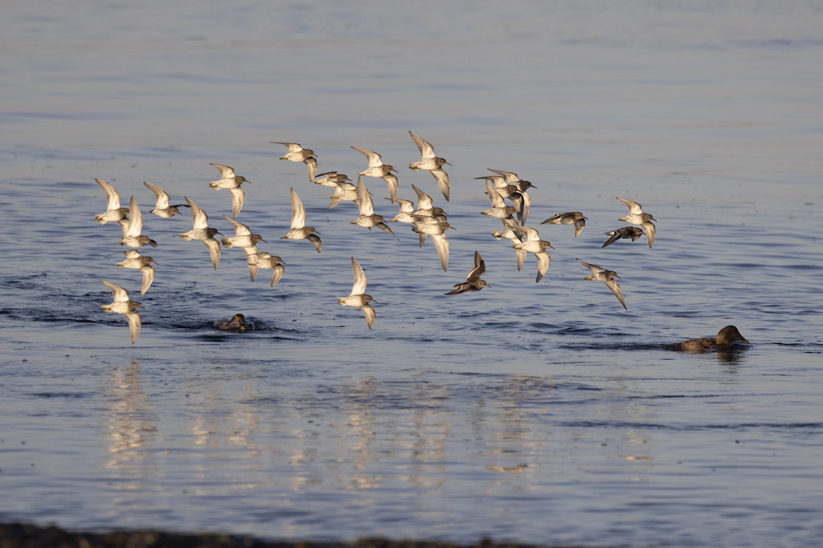 Purple Sandpiper - ML634038322