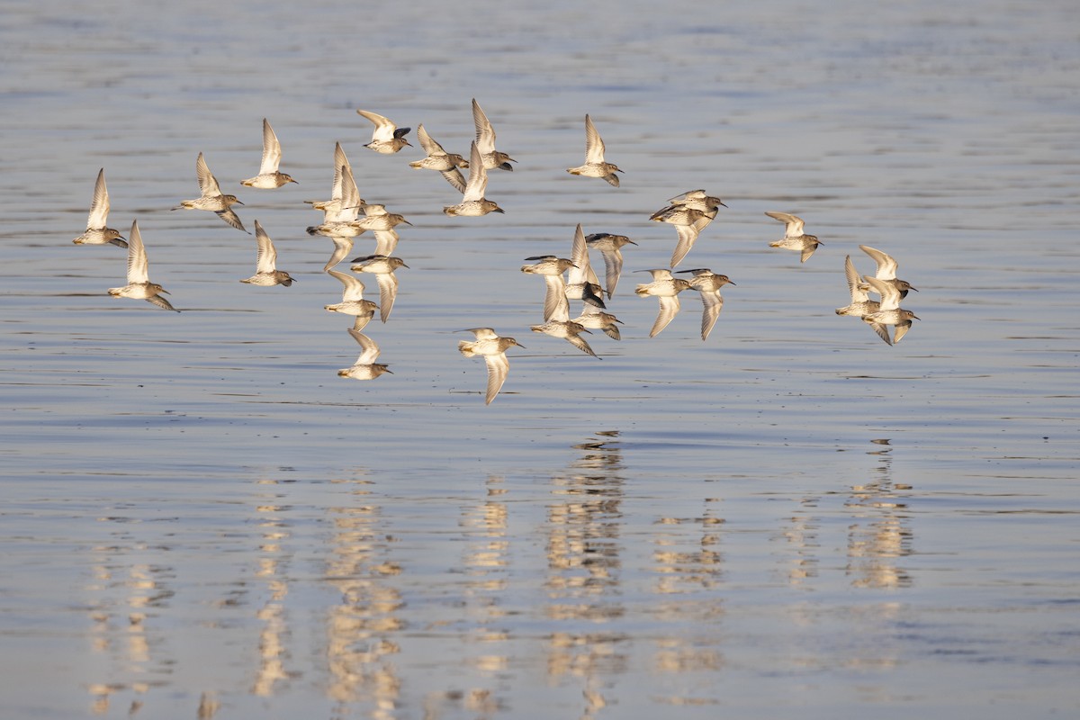 Purple Sandpiper - ML634038323