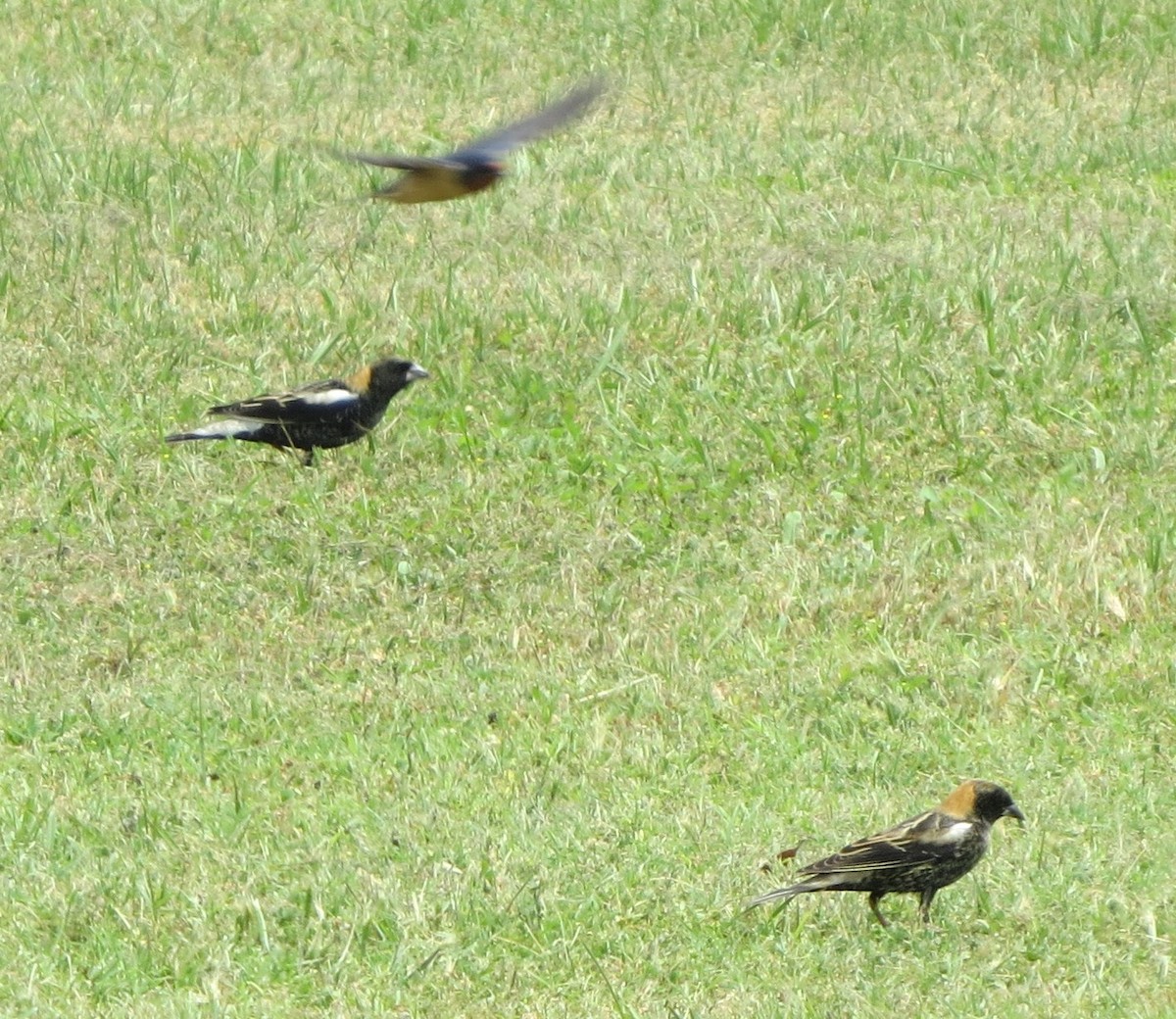 Bobolink - ML634038332