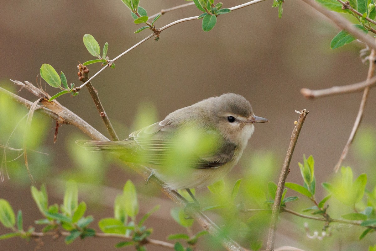 Eastern Warbling Vireo - ML634038342