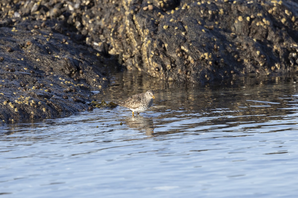 Purple Sandpiper - ML634038351