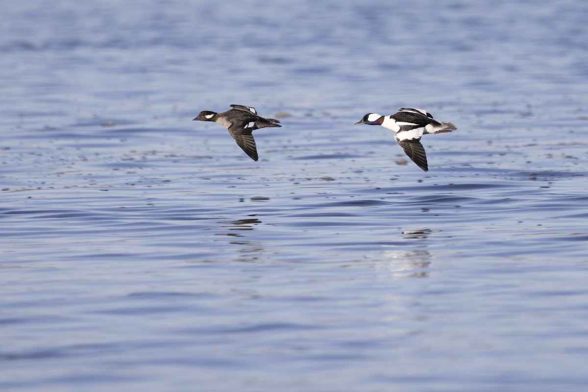 Bufflehead - ML634038375