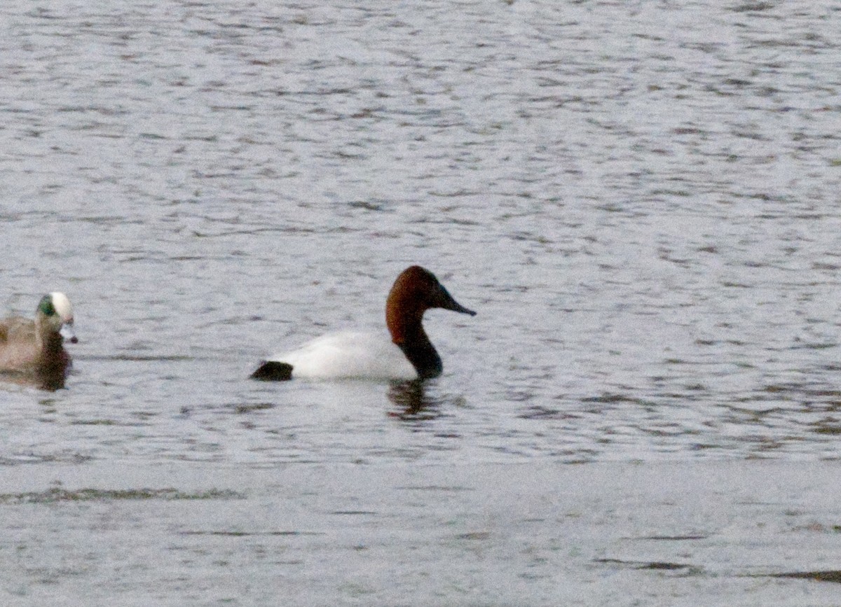 Canvasback - ML634038498