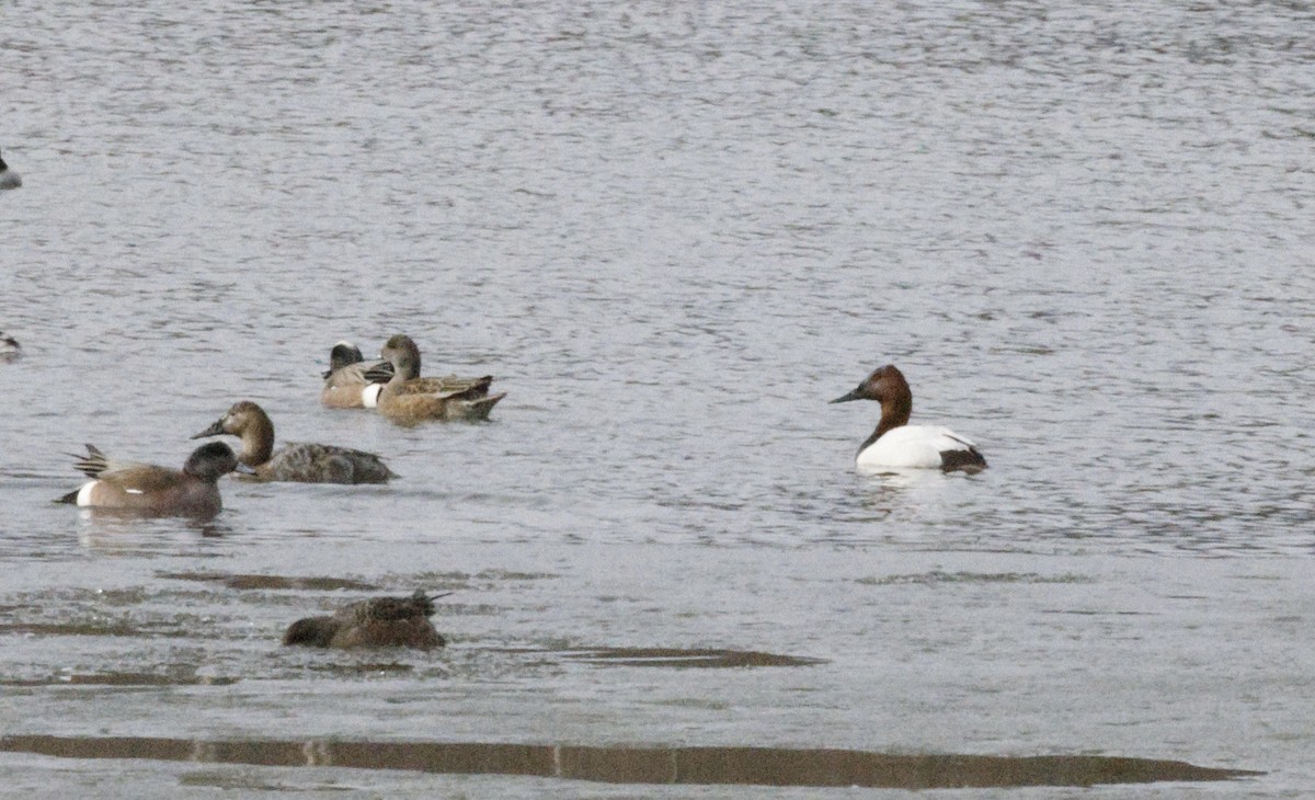 Canvasback - ML634038499