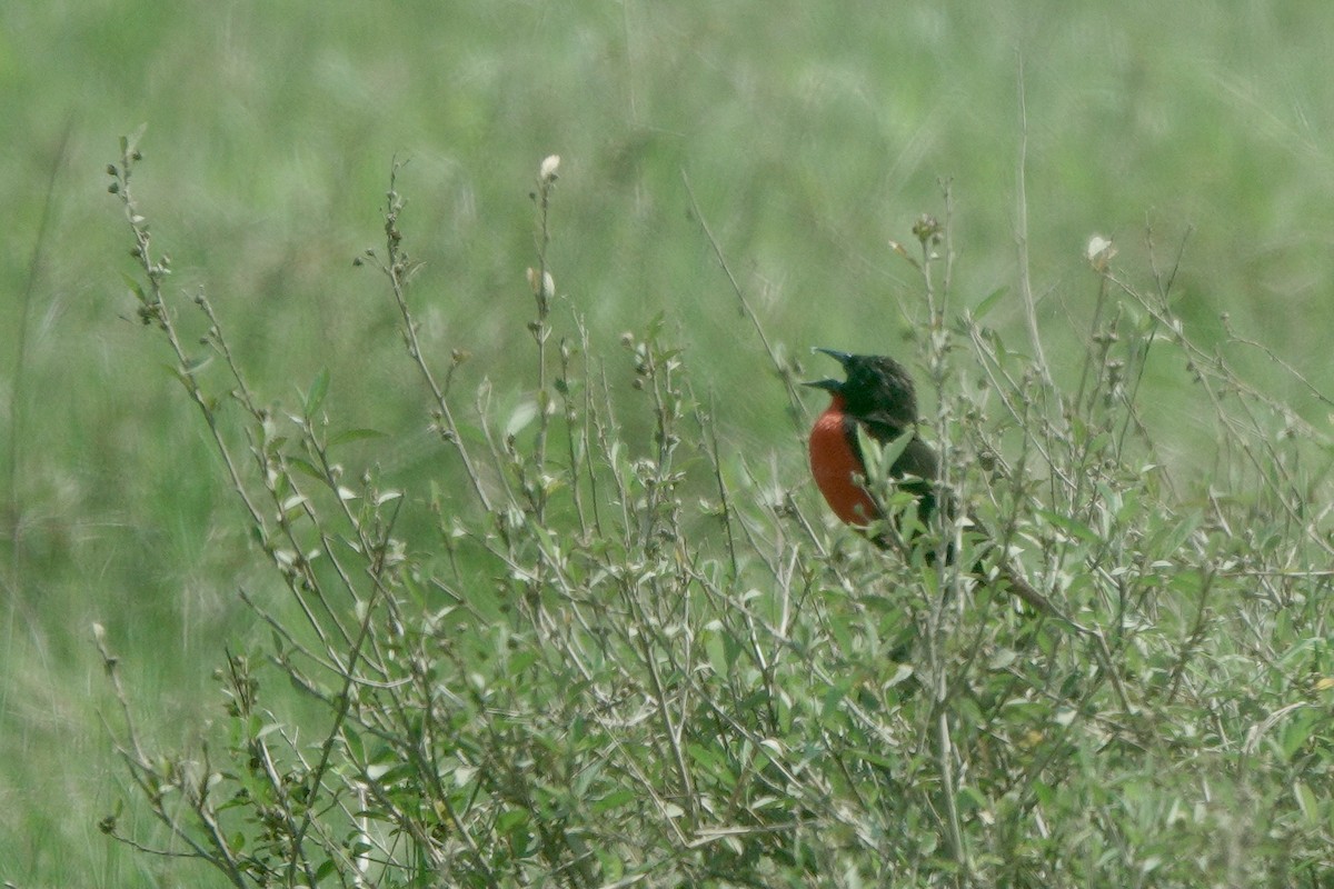 Red-breasted Meadowlark - ML634038558