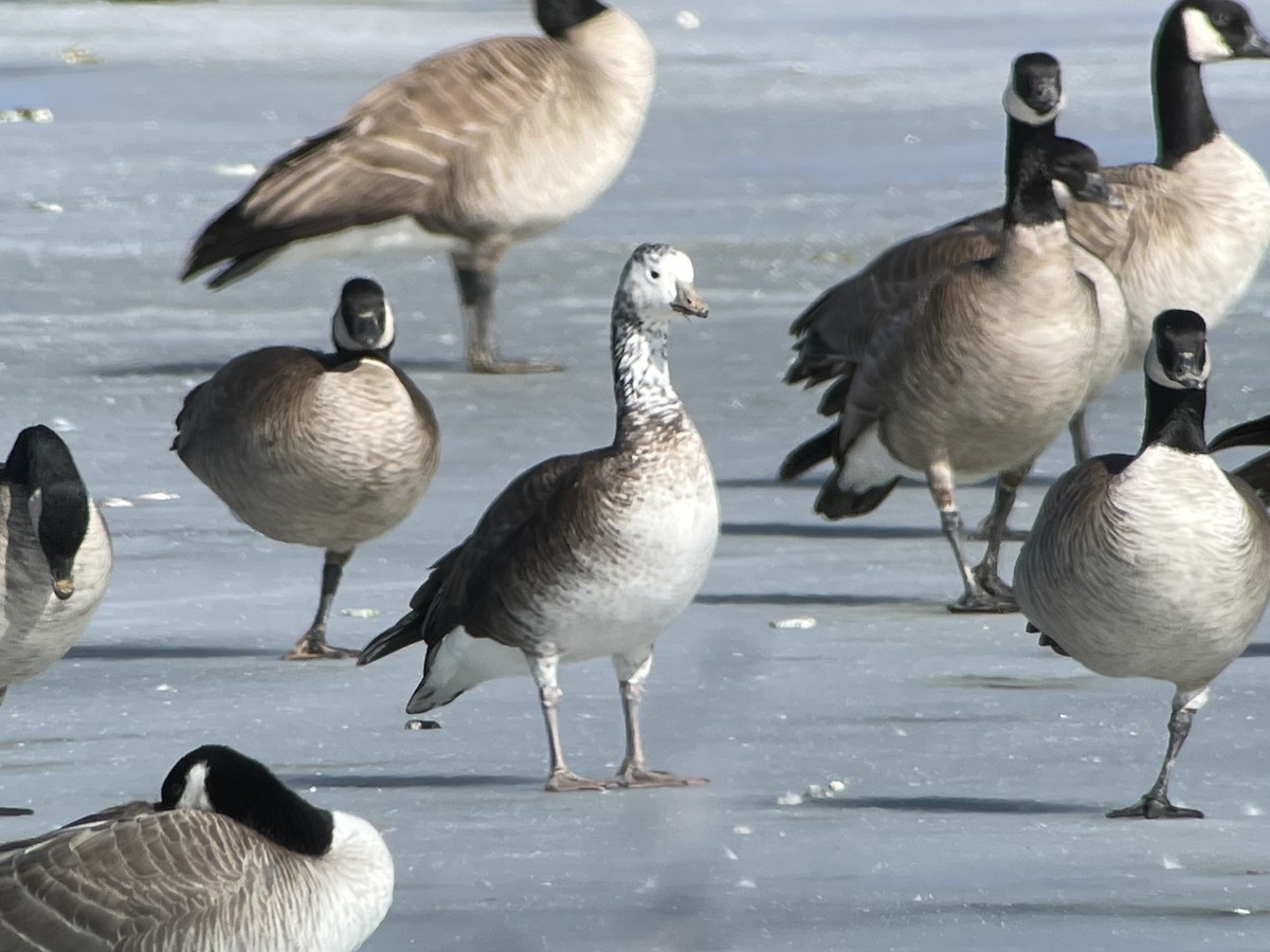 Snow/Ross's x Cackling/Canada Goose (hybrid) - ML634038658