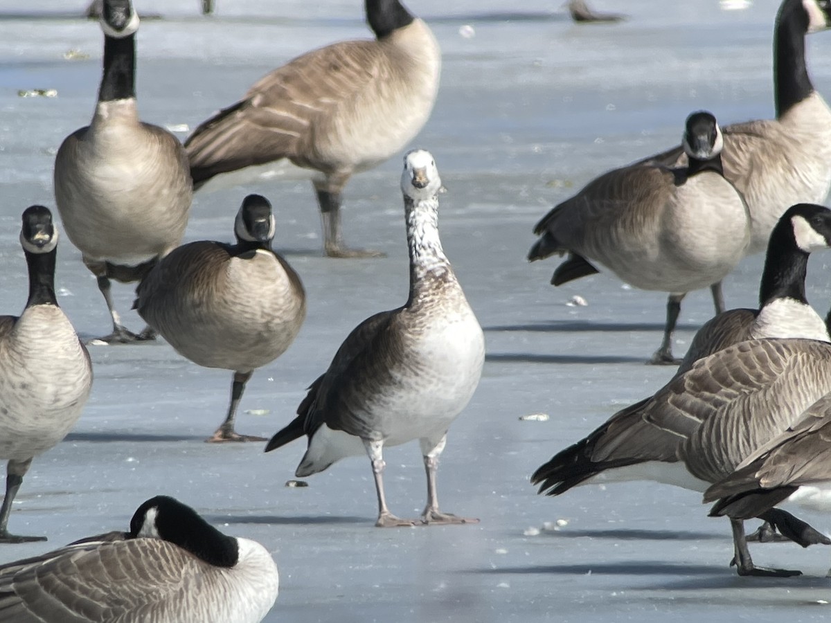 Snow/Ross's x Cackling/Canada Goose (hybrid) - ML634038659