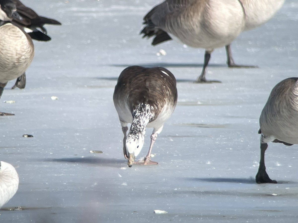 Snow/Ross's x Cackling/Canada Goose (hybrid) - ML634038660