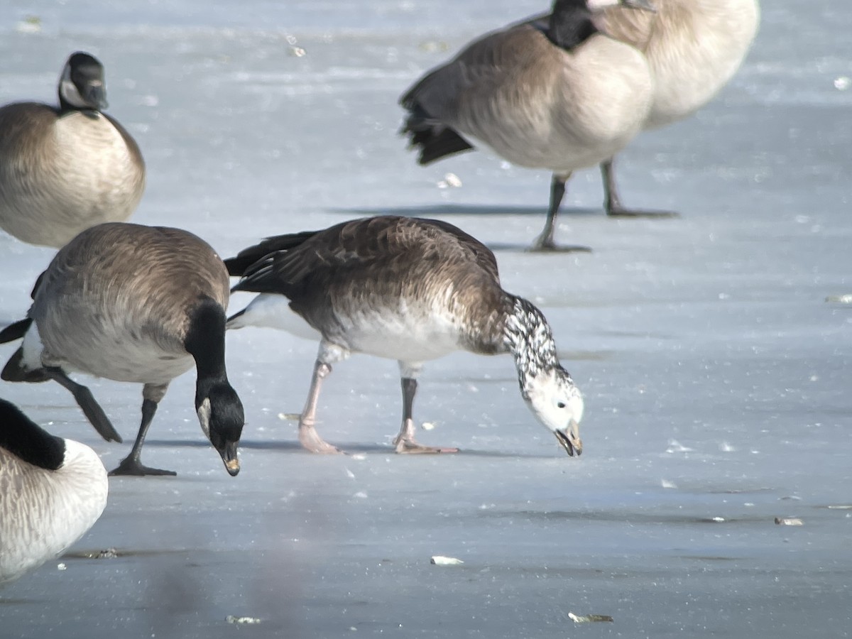 Snow/Ross's x Cackling/Canada Goose (hybrid) - ML634038661
