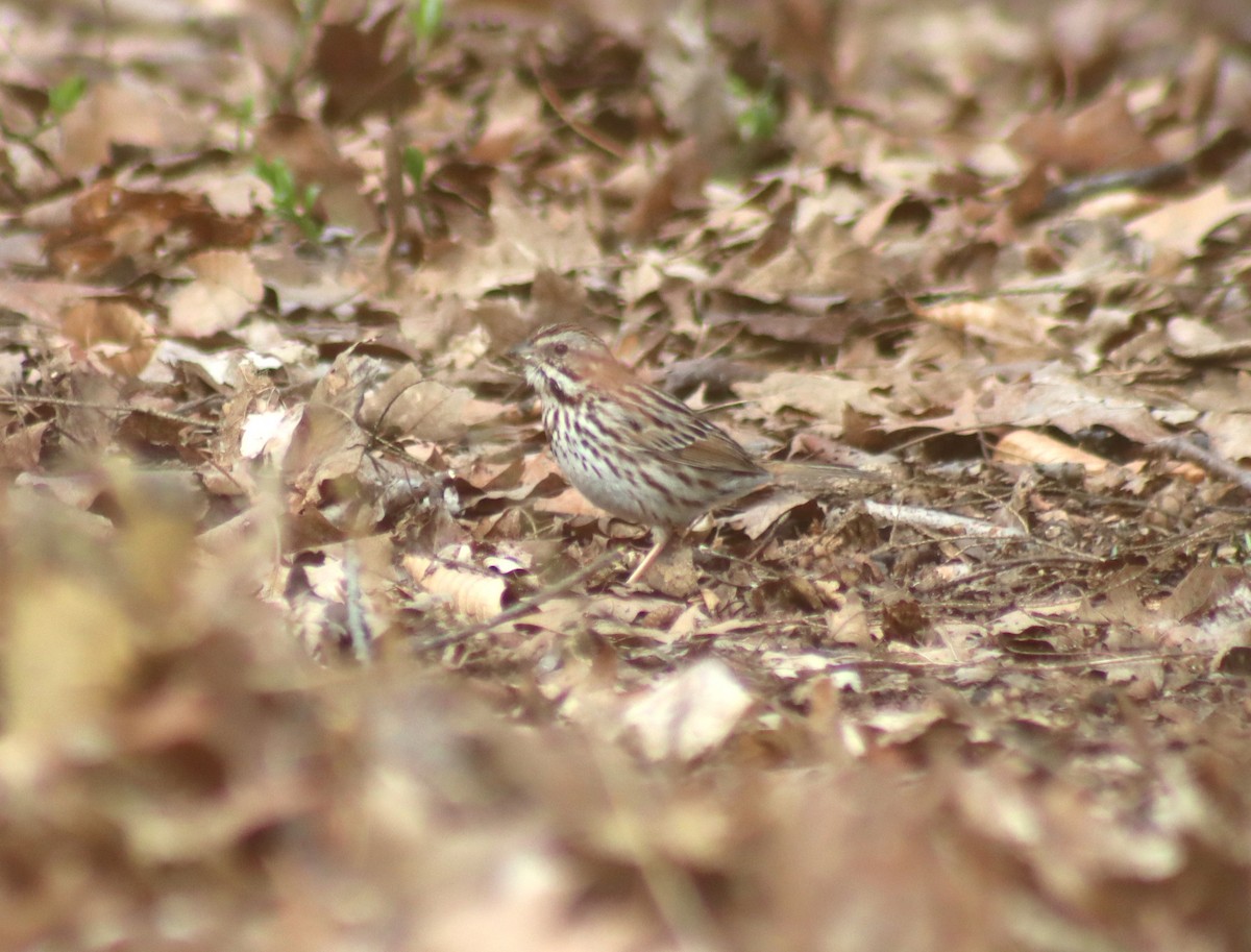 Song Sparrow - ML634038842