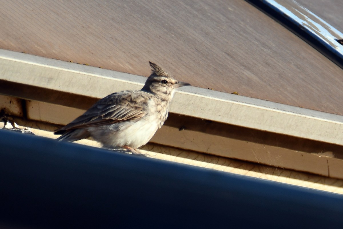 Crested Lark (Crested) - ML634039000