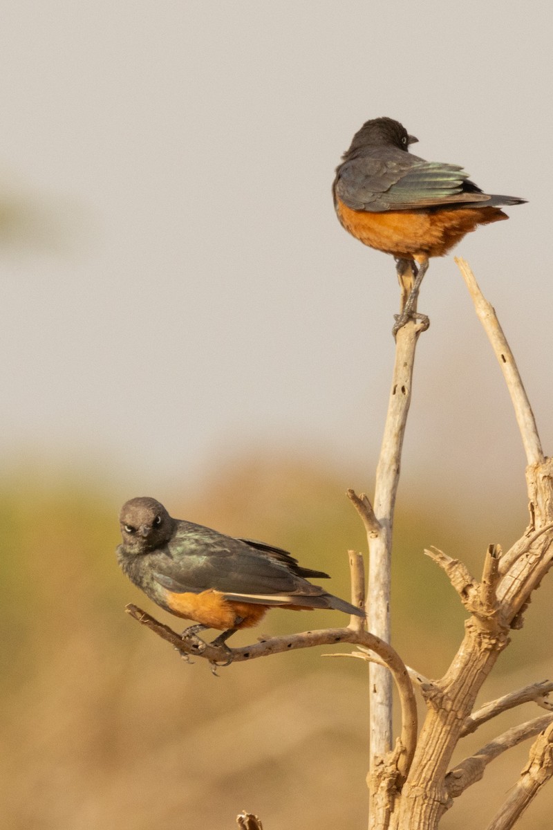 Chestnut-bellied Starling - ML634039009