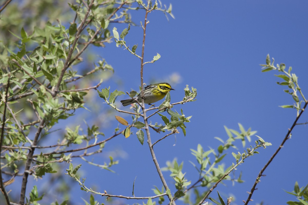 Townsendwaldsänger - ML634039155