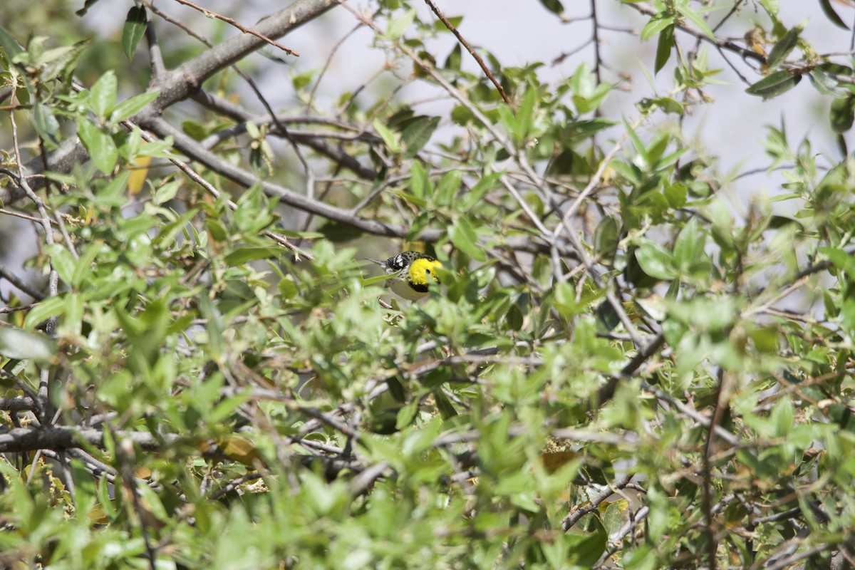 Einsiedelwaldsänger - ML634039157