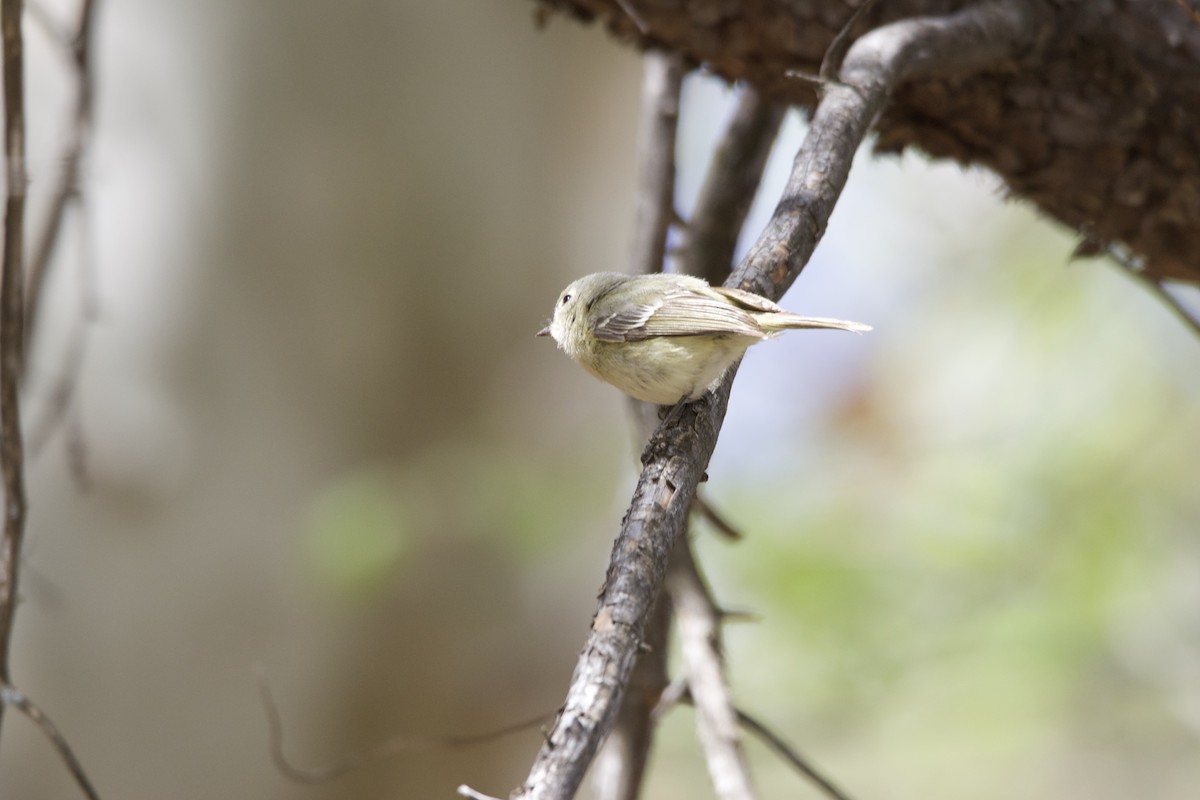 Huttonvireo - ML634039186