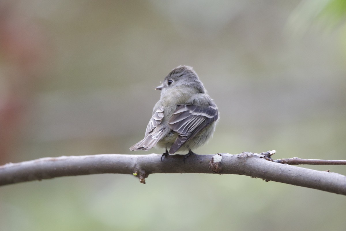Tannenschnäppertyrann - ML634039193