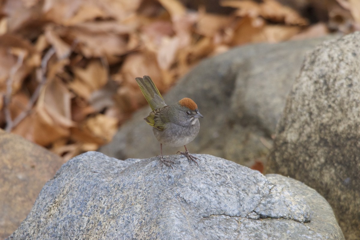 Grünschwanz-Grundammer - ML634039284