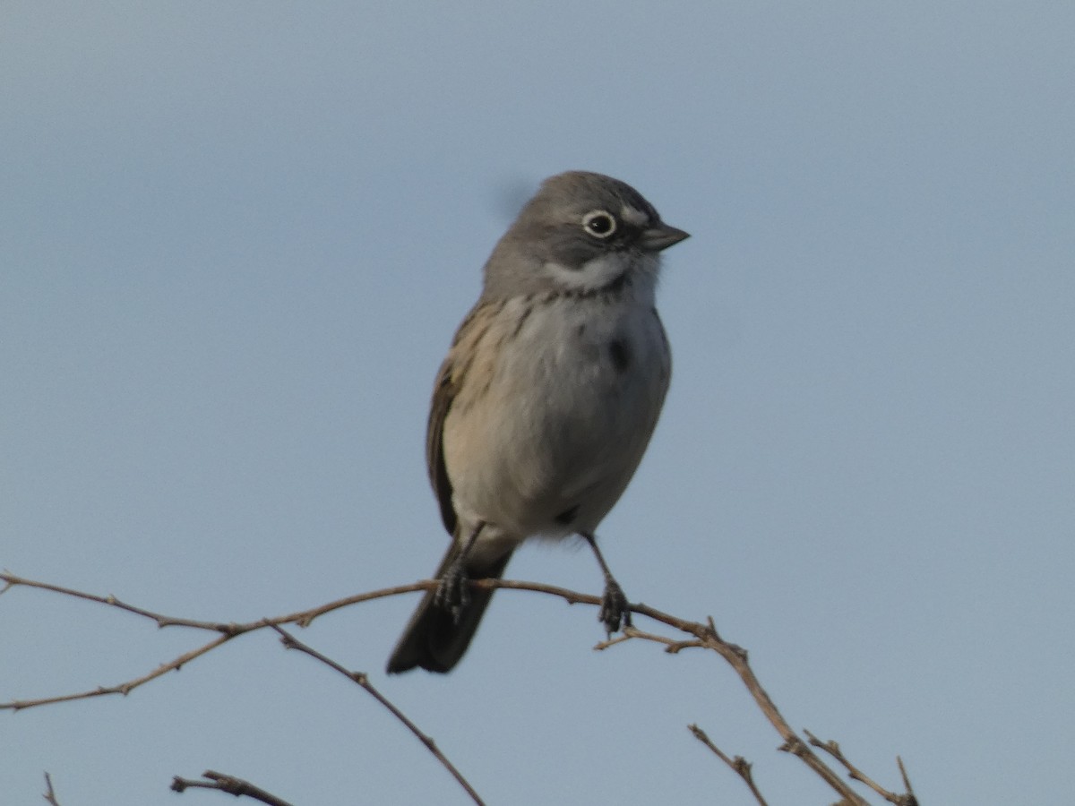 Sagebrush Sparrow - ML634039387