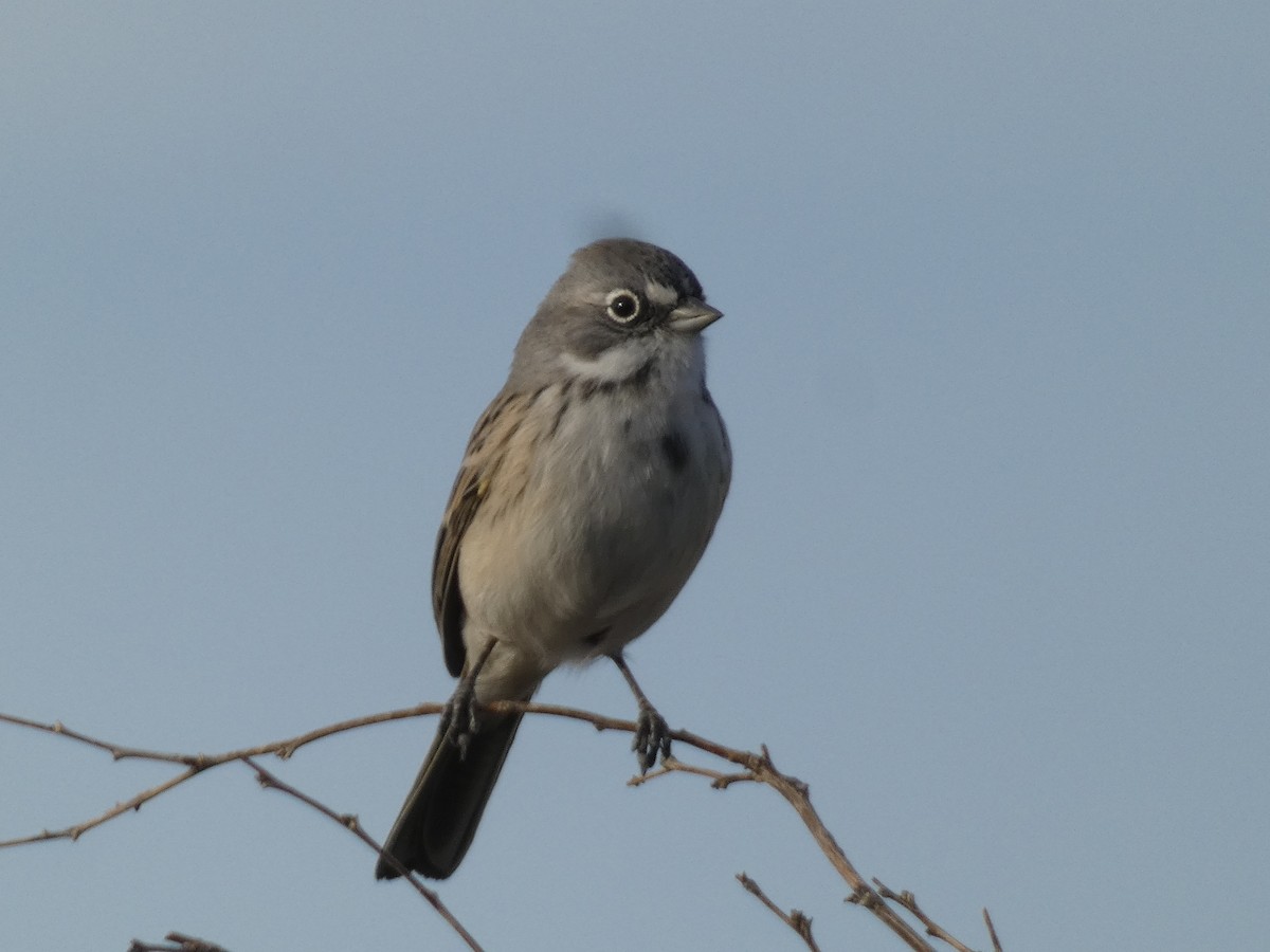 Sagebrush Sparrow - ML634039388