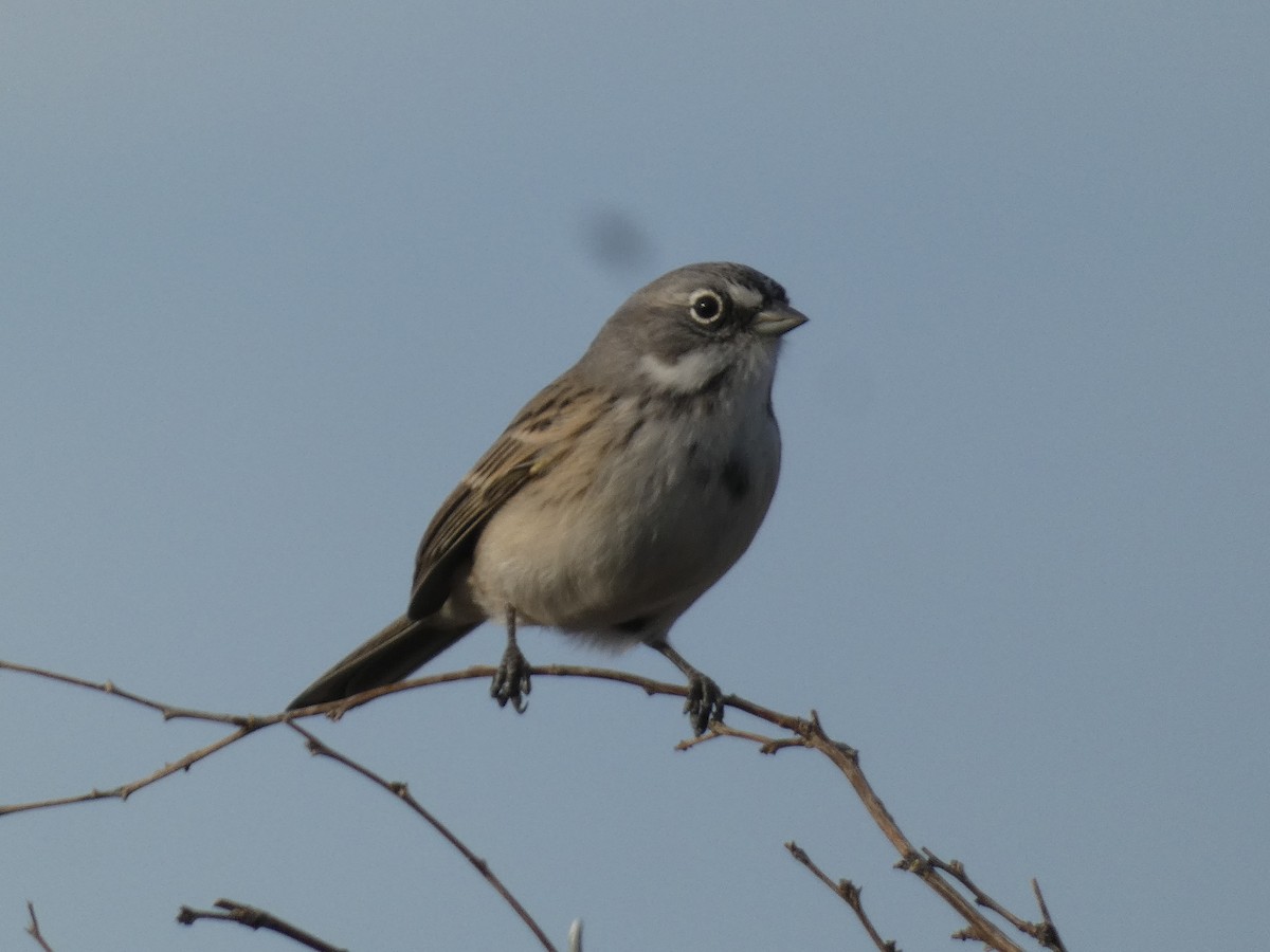 Sagebrush Sparrow - ML634039389