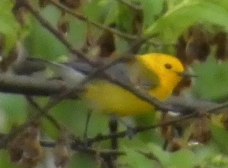 Prothonotary Warbler - ML634039480