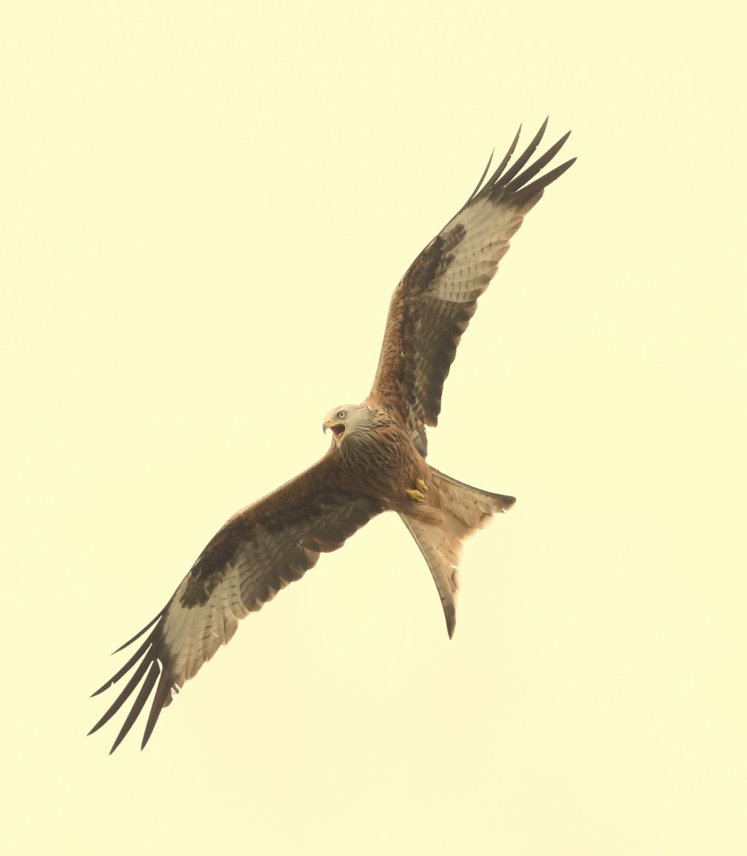 Red Kite - ML634039579