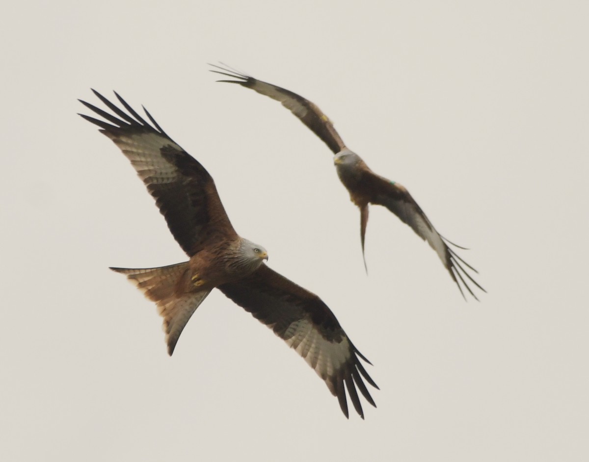 Red Kite - ML634039581