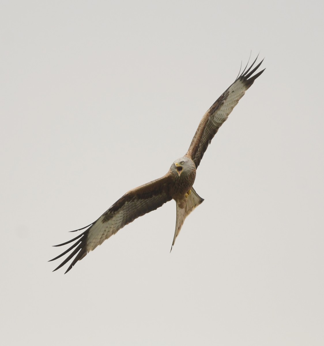 Red Kite - ML634039582