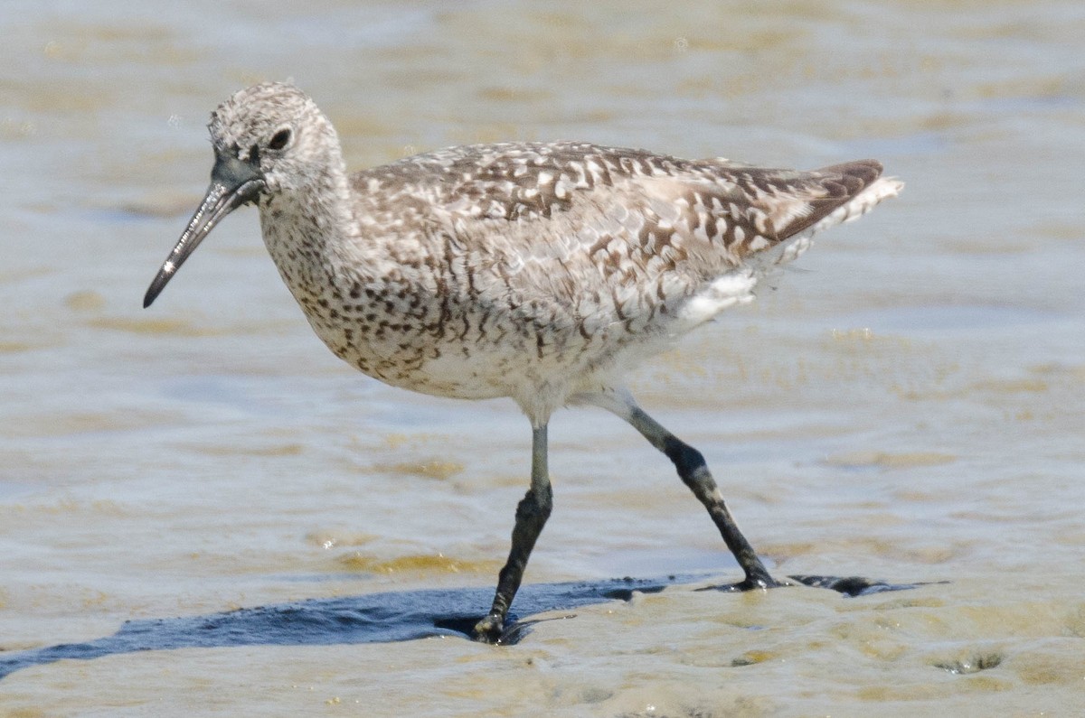 Willet - Margaret & Fred Parkes