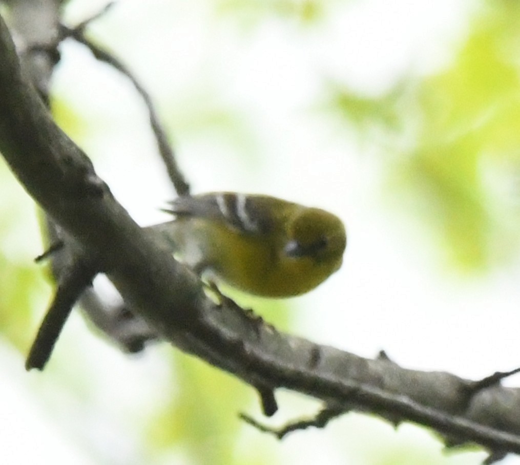 マツアメリカムシクイ - ML634039712