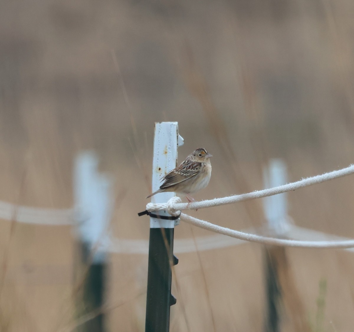 Grasshopper Sparrow - ML634039736